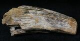 Partial Tyrannosaur Tooth - Montana #21394-2